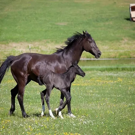 In Dom wakacyjny Wendorf (Kuhlen-Wendorf)